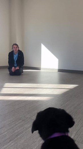 Check out Puddles’ pups doing their Volhard Testing!🐾💙✨🐶 Volhard testing, also known as the Volhard Puppy Aptitude Test, is a method used to assess the temperament and behavior of puppies. It involves a series of evaluations to gauge different aspects of a puppy's personality, such as social attraction, dominance, sensitivity, and more. The goal is to help match each puppy with a suitable organization or handler based on their individual traits and characteristics. | Project 2 Heal