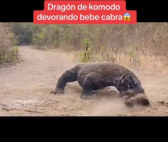 Big Lizard Eating Goat - Lizard Swallowing Komodo - Dragon and Goat