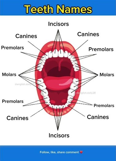 Teeth names | learn english