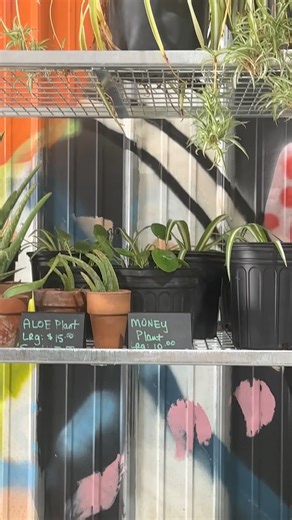 plants on plants 2023 Doc. Robertson Rd. Spring Hill, TN open til 5pm - wed | Allenbrooke Farms