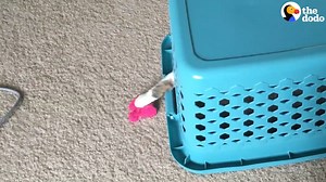 492K views · 3.3K shares | If only all cats were this helpful!  | The Dodo | Facebook