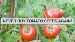2.4K reactions · 1.9K shares | Learn how to prepare and store seeds from your tomato plants: https://goo.gl/8MAJDR | Mother Earth News | Facebook