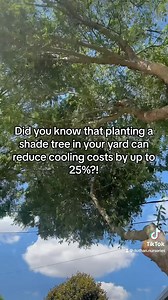 Drake Elms are a perfect shade tree to cool down your yard and home! | Dothan Nurseries Greenhouse, Gardens, and Gifts