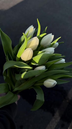 Beautiful Tulips: A Joy for the Eyes