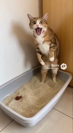 Cat Sees His Own Poop and Screams Like a Human!