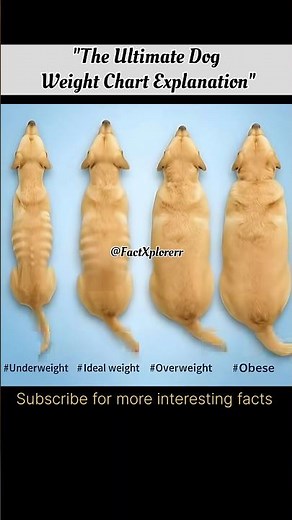 Dog Body Condition Guide: Underweight vs. Obese #mixtape