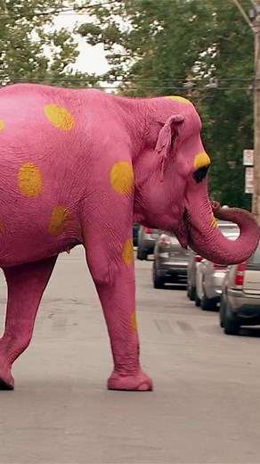 Elephant Prank #comedy | Just Kidding
