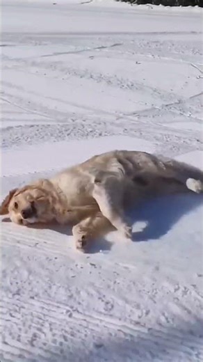 Funny Dog Accidents Compilation 😂🐶 #shorts #funnydogs