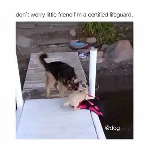 safe 💕 | Dang, Doggo