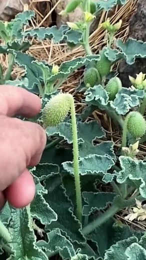 Exploding Plants: Nature's Amazing Seed Dispersers