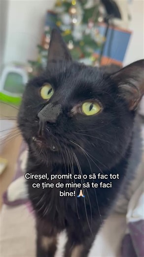 #pentrupisici #catsoftiktok #straycats #pisici #pisiciromania TikTok
