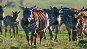 Zebra's - The Trailblazers | Wildlife Documentary