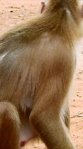 Cute monkey🥰 Lovely and Funny & Crying some monkey Sadness. #monkey🐒 #animals🐒 #monkeys🐒 #wildlife #nature #animal #monkeysofinstagram #photography #memes #wildlifephotography #zoo #love #art #naturephotography #funny #ape #primate #animalphotography #cute #meme #monkeylove #travel #photooftheday #monkeymemes #primates #monkeyseemonkeydo #dankmemes #animallovers #gorilla #poormonkey #monkeyface #monkeysoftiktok #monkeylove | Animals Little