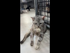 Abandoned Cats Struggling to Survive Heartbreaking Animal Rescue Story