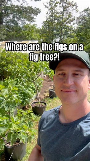 Where Are The Figs On A Fig Tree?!