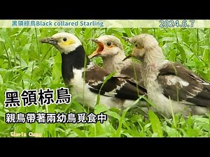 20240607 黑領椋鳥~親鳥帶著兩幼鳥覓食中【黑領椋鳥Black collared Starling】