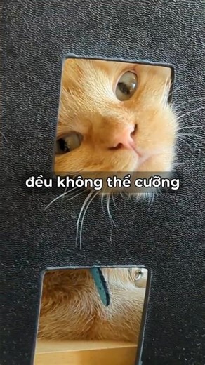 TẠI SAO MÈO THÍCH HỘP? #kienthuc #sciencedaily #5phutmoingay #meow