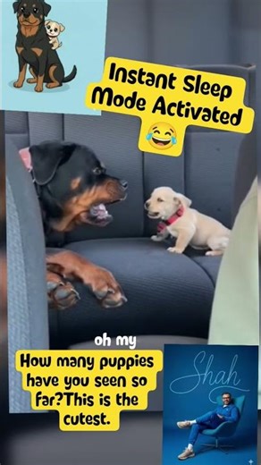 🐕 Giant Rottweiler VS Tiny Puppy #funnydogs #dogshorts #funny #puppy #cutepuppy