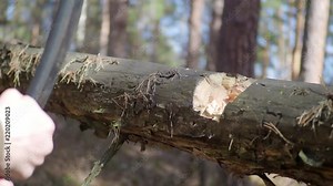 Slow Motion Axe hitting tree log, detaching bark from tree trunk - close up.