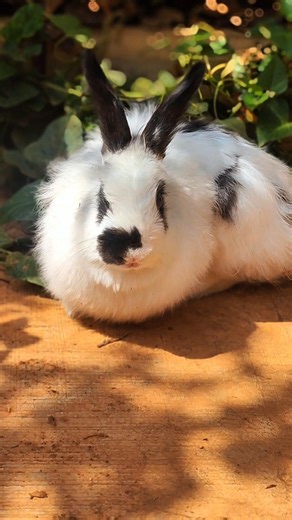 Part 2: Signs your rabbit is about to give birth. #birthing #rabbit #animals #bunny #viral #fyp