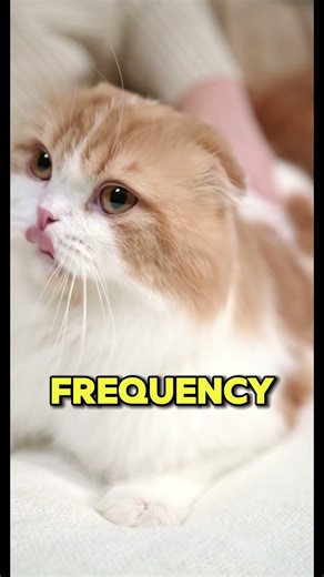 Your Cat's Purring Is Not What You Think... 🐱