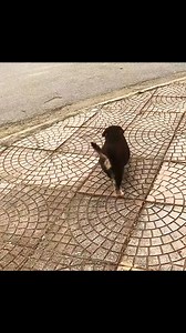 67K views · 3.9K reactions | Rescue orphaned dogs wandering on the street ❤️❤️❤️❤️❤️❤️❤️❤️❤️#rescue #rescuedog #rescueanimals #animals #animalsoftiktok #dog #dogsoftiktok #puppuy #fyp | Street Cat | Facebook