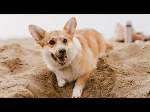 Corgi Temperament & Personality🐾❤️🐶