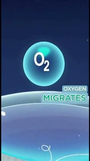 Corneas in eyes do not have blood vessels