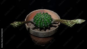 Time lapse footage of three white cactus flowers growing blossom from bud to full blossom simultaneously isolated on black background, 4k side view video, close up b roll shot. Stock Video