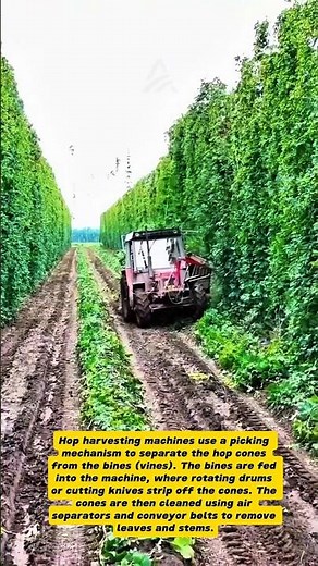 Hop Harvesting Machine: The Secret Behind Your Favorite Beer!