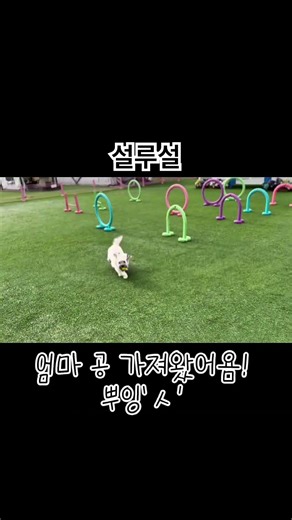 엄마만 좋아하는 강아지#꼬숑루이
