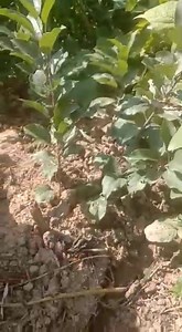 103K views · 1.8K reactions | #Grafting on M9 #Apple Rootstock. #Kashmiri apple  growers developing commercially successful #HighDensity varieties Red Love, Redlum Gala, Red Velox, King Roat, Jonathan, Fuji, Granny Smith, Scarlet Spur, Honey Crisp etc. | JK Krishi Vikas Cooperative Ltd. | Facebook