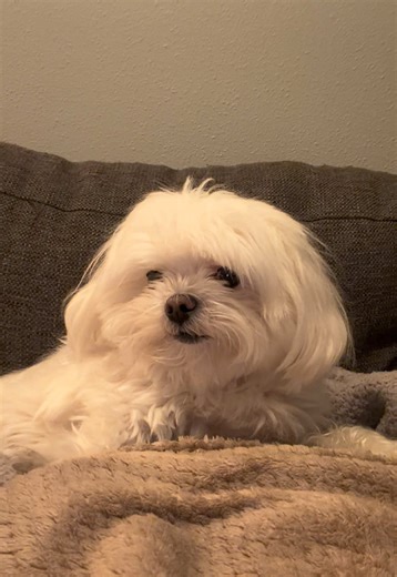 Snuggly Moments with My Cute Dog