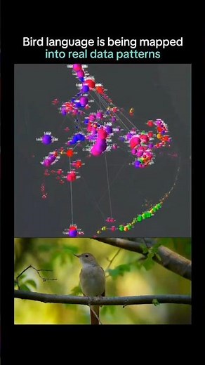 The Architecture of Song: Decoding Avian Signals through Data Modeling