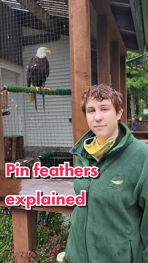 Understanding Pin Feathers in Birds