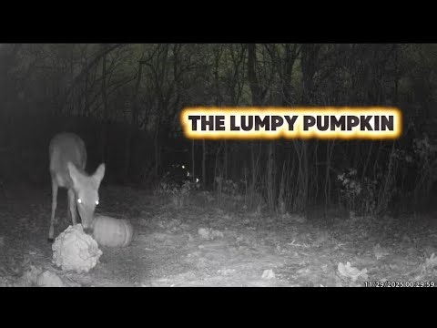 The Lumpy Pumpkin