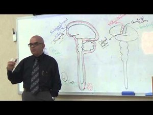 ◄╣ Neuroanatomy ♦ 2- Overview of the Nervous System & Its Pathways ╠►