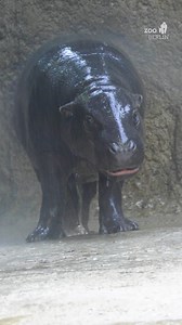 Let's take a shower! 💦 Bei unserer dieswöchigen Toni Time genießt Toni nicht nur das kühle Nass, sondern auch jede Menge leckerer Erdnüsse. 🥜🥜🥜 Wer von euch war heute schon in der Hippo Bay und wer schaut im Laufe der Woche noch vorbei? 🙋‍♀️ Täglich um 13:30 Uhr – wir freuen uns auf euren Besuch. 🫶 In this week’s Toni Time, Toni is not only enjoying a refreshing shower but also plenty of delicious peanuts. 🥜🥜🥜 Who has already been to Hippo Bay today, and who’s planning to stop by later 