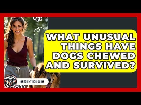 What Unusual Things Have Dogs Chewed And Survived? - Obedient Dog Guide