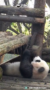 37K views · 6.7K reactions | Poor baby panda, your embarrassing moment accidentally exposes to the public, but we promise not to laugh at you. (Cheng Shi) #HiPanda #PandaMoment | iPanda | Facebook