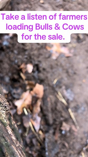Farmers loading bulls and cows for the sale #farmer #cow #bull #sale #farm | thecussingfarmers