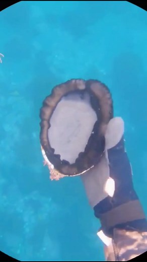 Diving for abalone. 😁#abalone #foryou #fyp