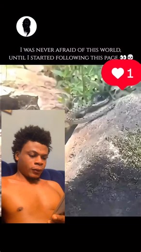 Wiz Kelly funny on Instagram: "Several species of snakes are ophiophagous, meaning they specialize in hunting and eating other snakes. The most famous example is the King Cobra, whose scientific name, Ophiophagus hannah, literally translates to “snake-eater.” These predators use two primary methods to kill their kin: venom or constriction. Venomous snake-eaters, like the King Cobra or the Banded Krait, deliver a potent neurotoxic bite that quickly paralyzes the nervous system of their prey, ofte