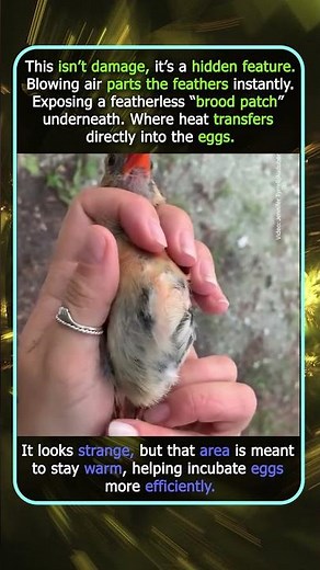 This Hidden Spot Is How Birds Keep Eggs Warm