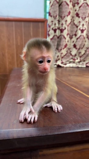Baby Monkey Rescue Foundation ⭐️ Every baby monkey we rescue is like a little angel who has fallen into a world of pain and fear. They come to us weak, hungry, and confused, searching for someone to hold them, to love them, to make them feel safe again. Their tiny hands reach out, their eyes filled with silent cries for help — and in that moment, we know we must be their voice, their comfort, their family. Each life we save is a miracle. With care, warmth, and endless love, these little angels b