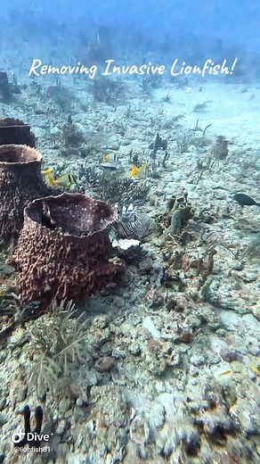 Learn about the invasive Lionfish in this informative video! #lionfishdelray #showusyourzk #halcyondivesystem #lionfish