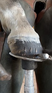 4.8M views · 16K reactions | Satisfying finishing hoof phase #farrier #horseshoeing #asmr #horseshoeing | HL Horseshoeing | Facebook