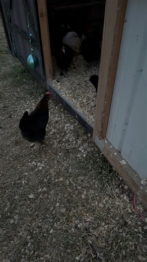 Herding cats 😅 | Clutch of Color LLC