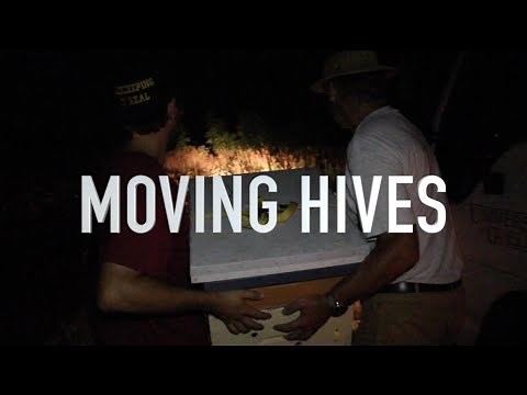 Moving Hives