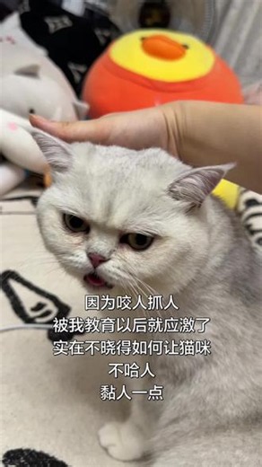猫咪抓人咬人被教育后应激了#银渐层撸猫 #如何让猫咪快速认主人 #猫咪咬人 #锋遇知交局